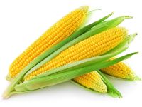 Yellow Corn & White Corn