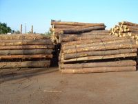 Pine Logs