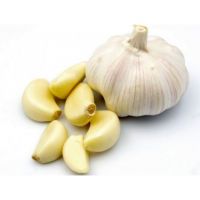 Fresh garlic