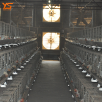 automated meat broiler chicken cages for sale