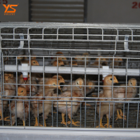 Hot dipped galvanization pullet cage feeders and drinkers