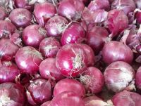Fresh Yellow and Red Onion