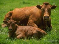 Livestock cattle