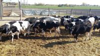 Cattle livestock Holstein friessian bull