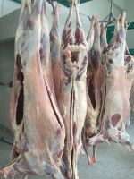 Fresh Lamb carcass