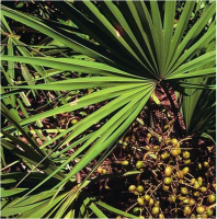 High Quality Natural Saw Palmetto Extract 25%-45% Fatty Acid