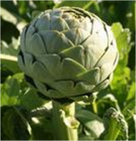 Factory Supply Good Price Artichoke Extract