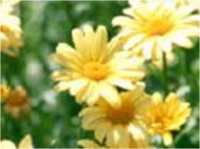 China Supply High Quality Pure Natural Chamomile Extract