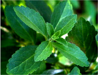 Organic Stevia Extract Powder in Bulk