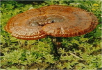 Hot Sale Natural Reishi Mushroom Extract