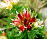 Manufacturer supply Top Quality Rhodiola Rosea Extract