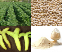 Pure Natural Soybean Extract with competitive price