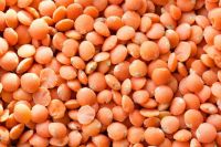 Red Lentils