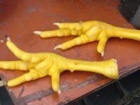 yellow chicken feet