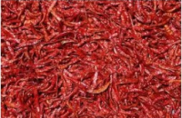 Dried Red Chili Pepper