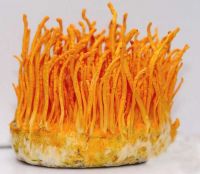 Cordyceps militaris