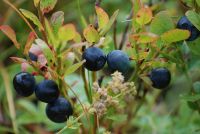 Vaccinium Myrtillus freeze dried Wild Bio Bilberry from Finland