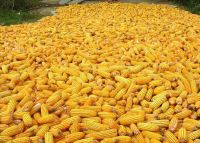 Corn harvested