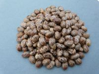 Castor Seeds /Cotton /Jatropha/Rape and Sesame seeds