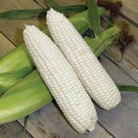 https://www.tradekey.com/product_view/100-Dried-White-Corn-For-Sale-8957075.html