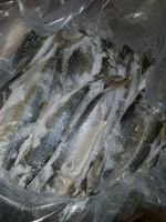 Frozen Australian yellow tail kingfish whole