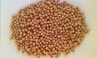 Chickpeas of Russian origin, crop 2017