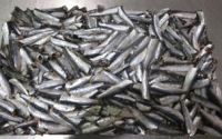 Anchovy Frozen (for canning)