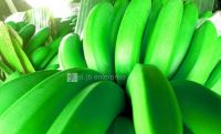 Fresh Cavendish Banana