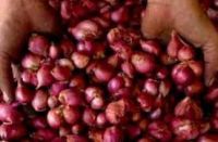 FRESH ONION