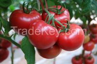 Hybrid F1 organic vegetable tomato seeds prices