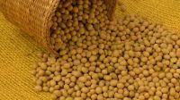 SoyBeans / SoyBeans Seeds for sale