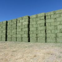 Top Quality  Alfafa Hay For Animal feeding