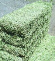 Dehydrated Alfalfa hay in Stock