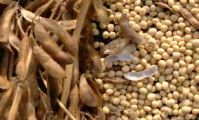 https://www.tradekey.com/product_view/A-Grade-Sortexed-Soybean-Seeds-8970505.html