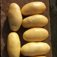 mozeeka Fresh Potatoes