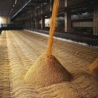 100% Quality Wheat Bran for Animal Feed 