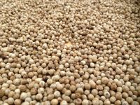 White Pepper 550gl/ 500gl 
