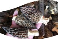 Dried Black Morel Mushrooms