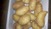  Best Price Fresh Potatoes, Spontta, Kara, Rosetta, Nicola, Diamante