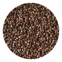 Russian Wholesale Buckwheat 