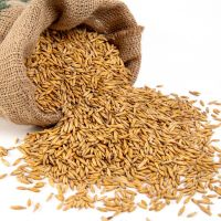  Wholesale Organic Oats Grain