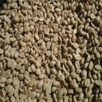  ROBUSTA GREEN COFFEE BEANS