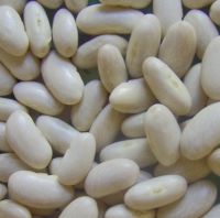 White Haricot Beans Long Shape , New Crop 