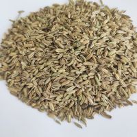 Natural High Quality Fennel Seeds Wholesale 