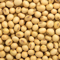 New Crop High Protein Yellow Cheap Bulk Soybean