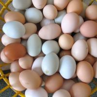  Fresh Brown & White Colored Chicken Eggs