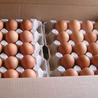  Big Fresh Farm Brown Table Chicken Eggs