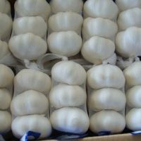  Fresh White Garlic(new crop year)