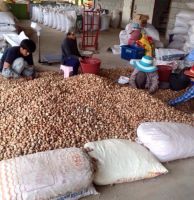  Dried Betel Nut Areca nut