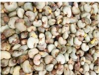 Large-grained cashew nuts/naturally grown cashew nuts 